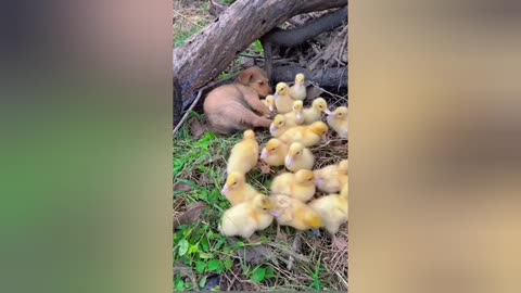 Puppy and duckling become friendship