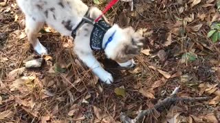 Aussie JuanCarlos digs for treasure on a walk,