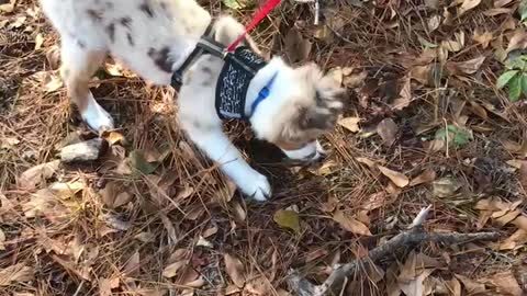 Aussie JuanCarlos digs for treasure on a walk,