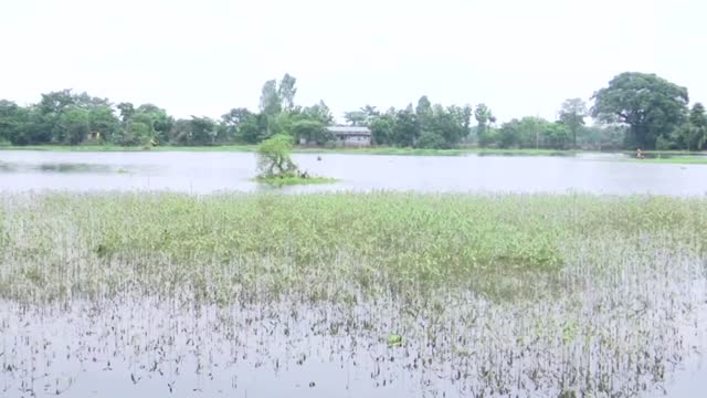 Floods devastate farmers in India's Assam