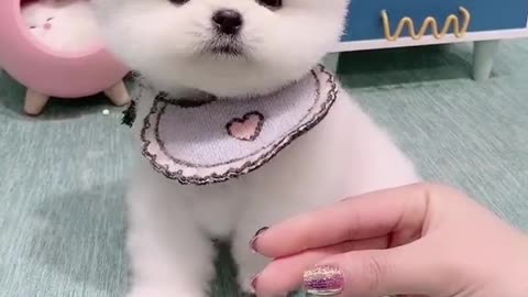 Baby dog video