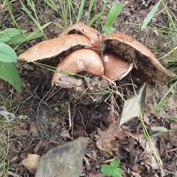 A walk to the Anchor River bank August 2nd, 2022 Alaska