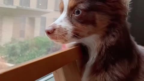 Be the person your dog thinks you are