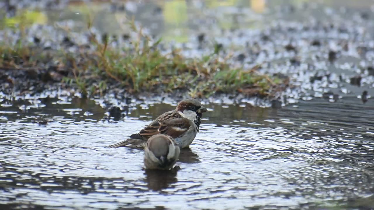 Bird s🕊️🐦 give some kind of felling s