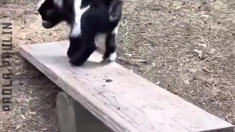 28 Funny Animal Videos