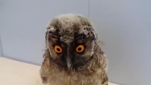 Cute Owl Funny Videos You Like | Owl Funny Videos Collection