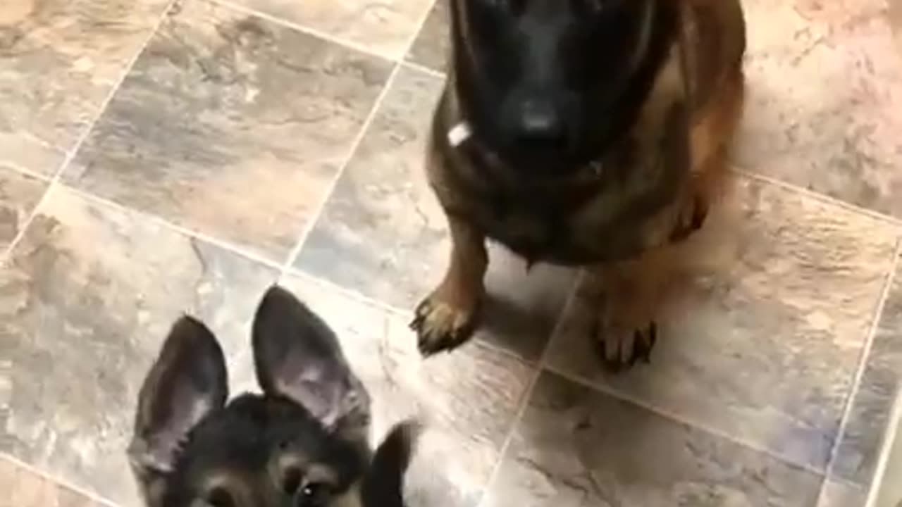 Funniest video animals in 2023