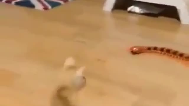 Aihao cat