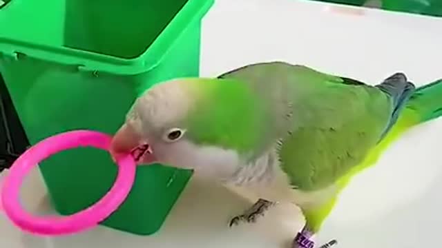 Birds Putting His Toy Away | You're Cute If You Subscribe ♥️