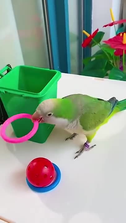 Birds Putting His Toy Away | You're Cute If You Subscribe ♥️
