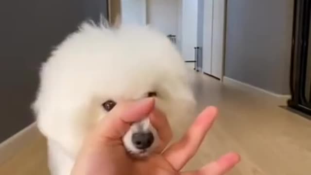 Cute small dog