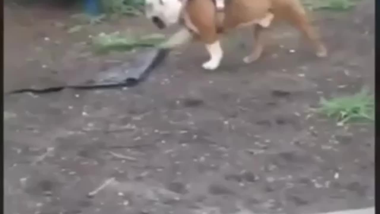 Wtf😳😳 hilarious animal voiceover 😂😂