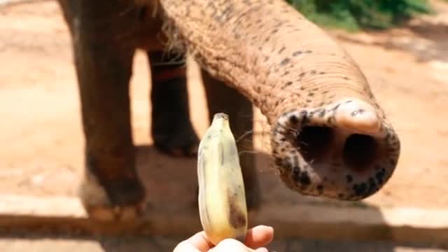 Elephant eat banana 🍌