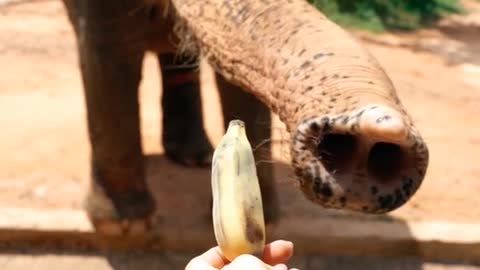 Elephant eat banana 🍌