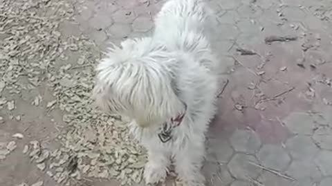 Maltese Dog 🐕 Video