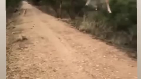 Animal Safari