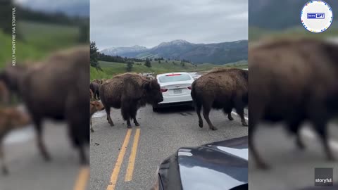 Battle of the bison stops traffic as large animals butt heads