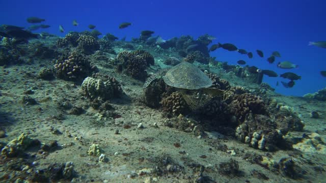 Sea turtle swimming