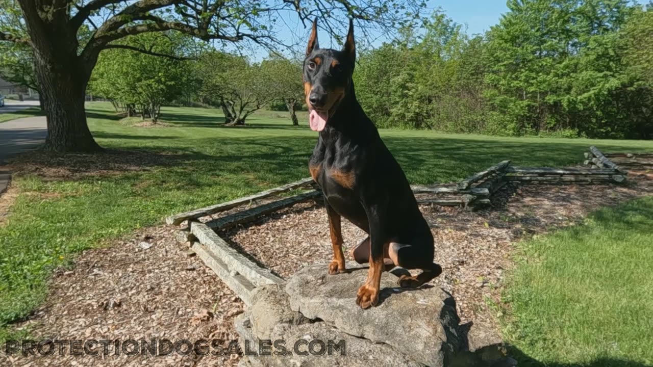 Protection Dog Pool Party