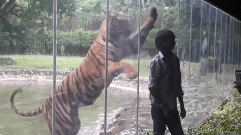 Tiger attacked the man in Alipore Zoo, Kolkata