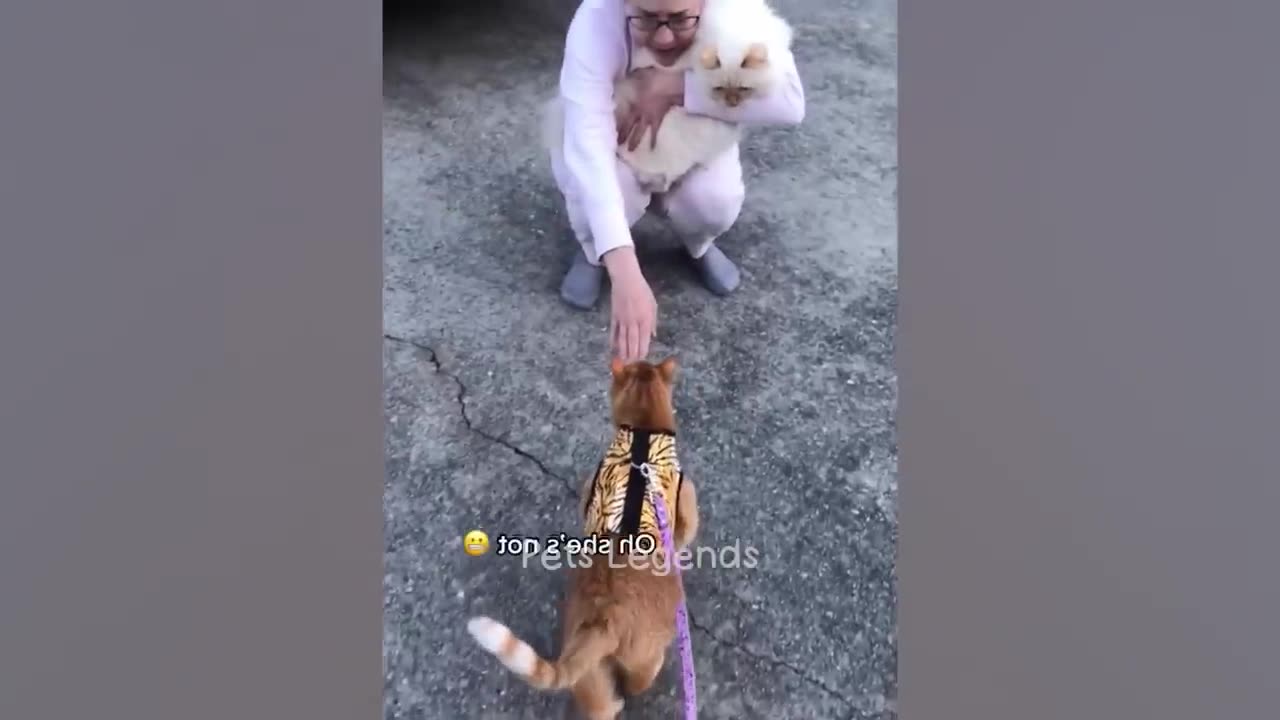 Cats vs dogs