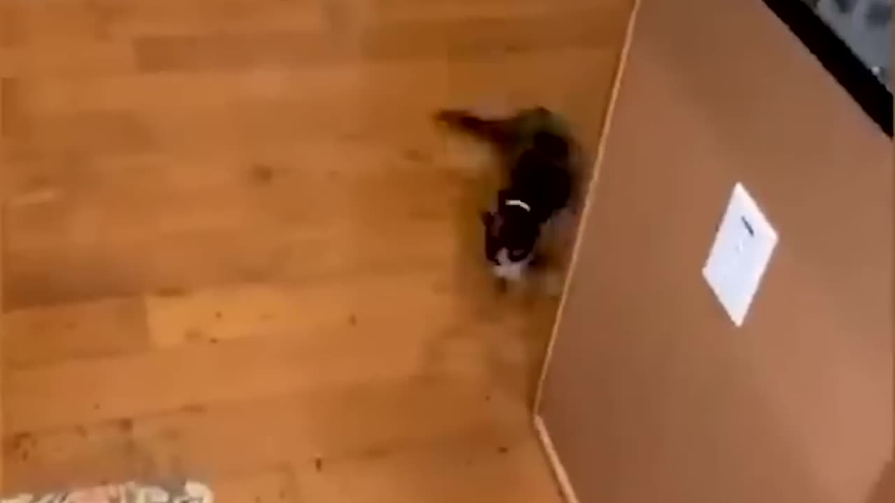 Animals Funny video