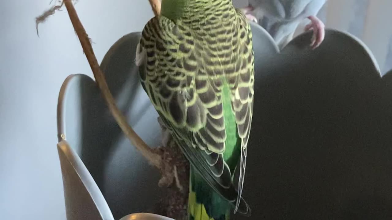 Baby Budgie Parakeet 5 weeks