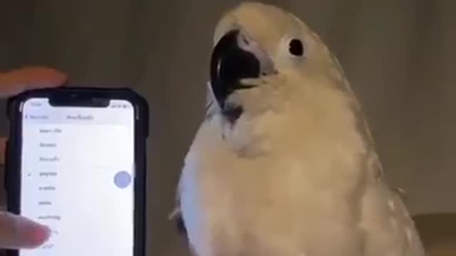 Wonderful bird #