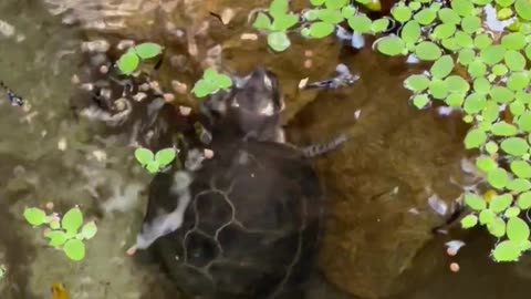 Smiling Terrapin Enjoying His Food