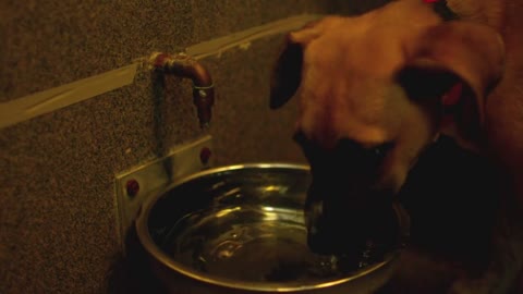 Slow Motion Puppy Drinking From Bowl