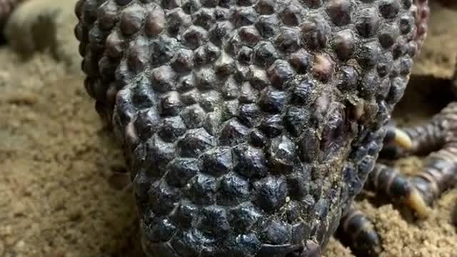 Why did you jump it’s only a educational beaded lizard video showing you how fast he can strike