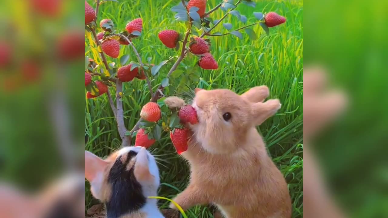 Cute rabbit 🐇🐇 eating strawberry 🍓🍓