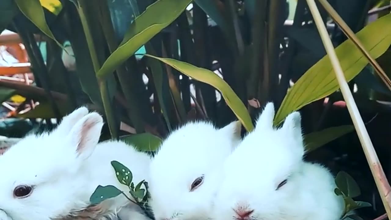 Beautiful rabbit pair eating grass