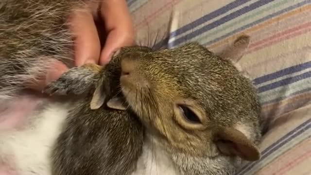 Rescue Squirrel Cuddles a Baby Rabbit