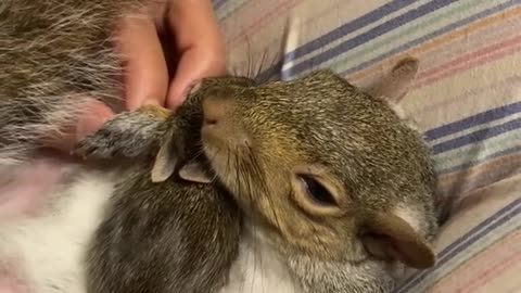 Rescue Squirrel Cuddles a Baby Rabbit