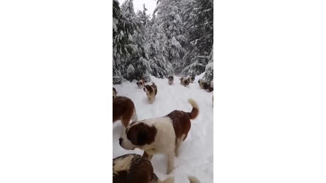 Dogs having fun in the snow.