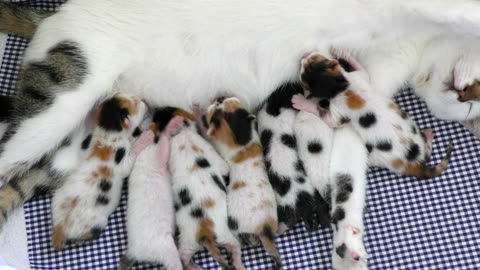 Mother Cat Feeding Her Baby Kitties