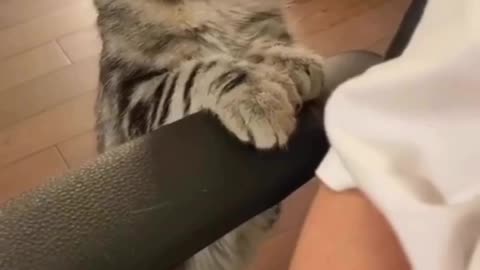 my cat nock nock meow