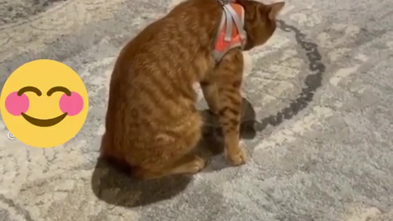 Don't miss end 😂 How's Cute ❤️ Funny cats videos