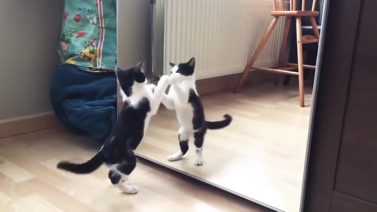 Funny Cat And mirror Video