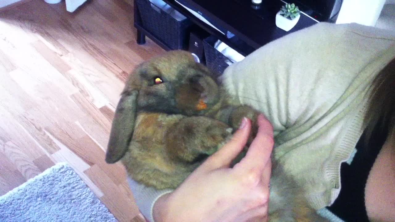 Adorable rabbit has taste for fried chicken