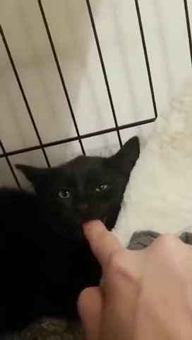 Funny animals #shorts