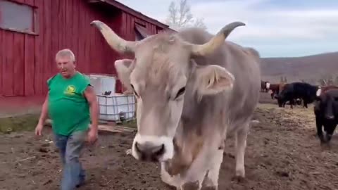Big cow