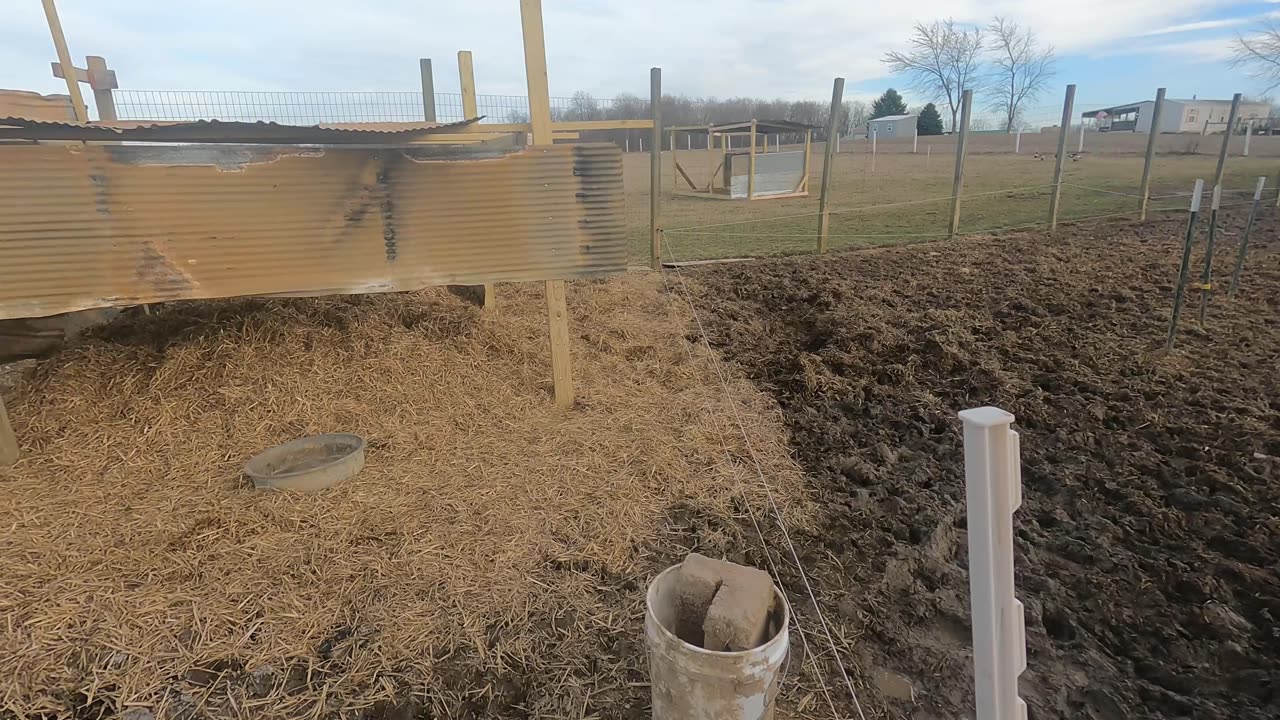 New Piglets born and straw is delivered.