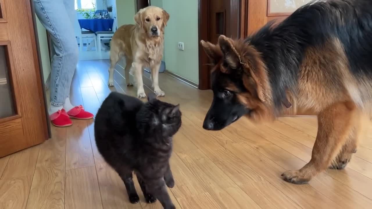 German Shepherd Puppy Meets a Cat For The First Timelovely