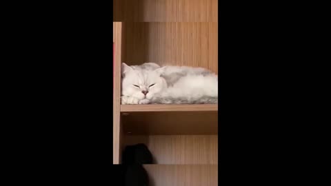 funny feline moments 😂