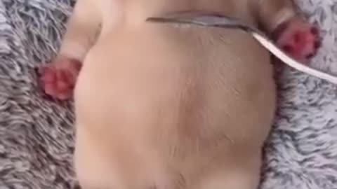 Cute mouse video / osam heart touching