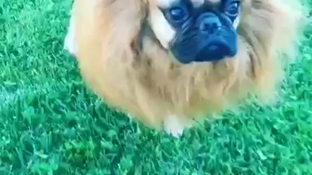 Doggy wearing mane re-creates scene from 'The Lion King'