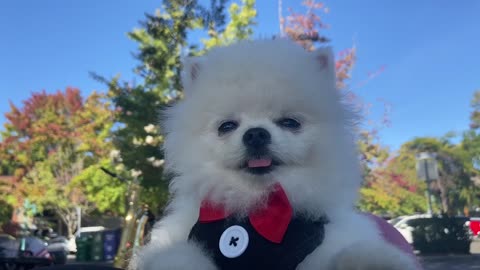 Puppy loves live jazz at the park!