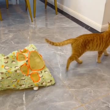 So Cute Cat 😸 funny video |Funny animal videos| try not to laugh